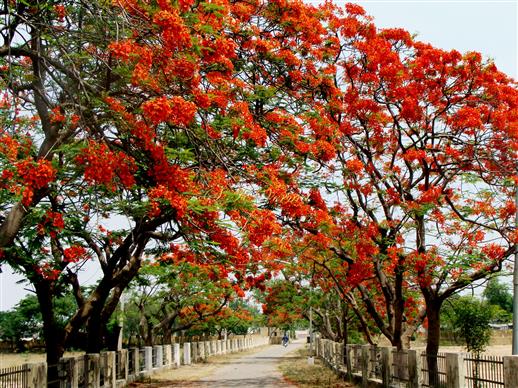  Trees in bloom